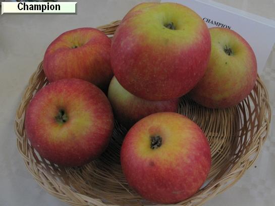 Pomme_ad Champion