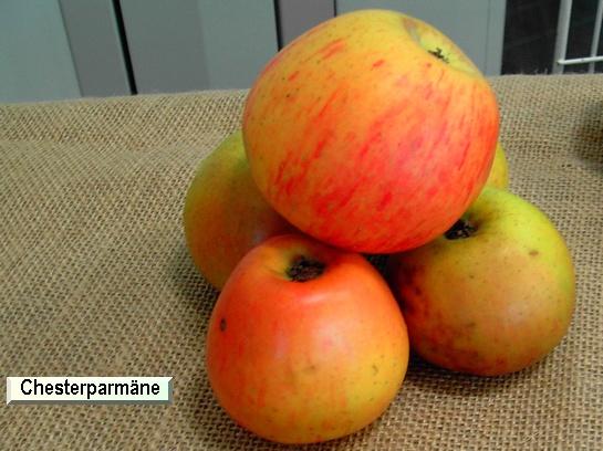 Pomme_ad Chesterparmäne