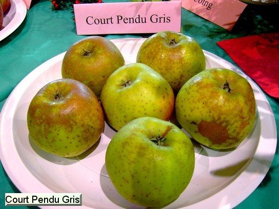 Pomme_ad Court Pendu Gris