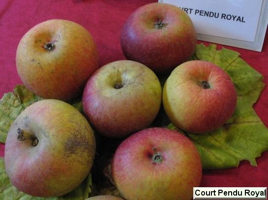 Pomme Dülmener Herbstrosenapfel