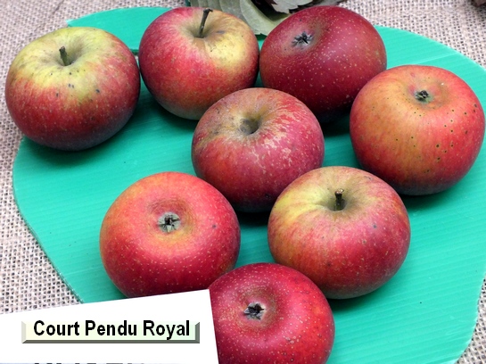 Pomme_ad Court Pendu Royal