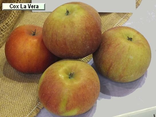 Pomme_ad Cox La Vera Pomme_ad Cox La Vera