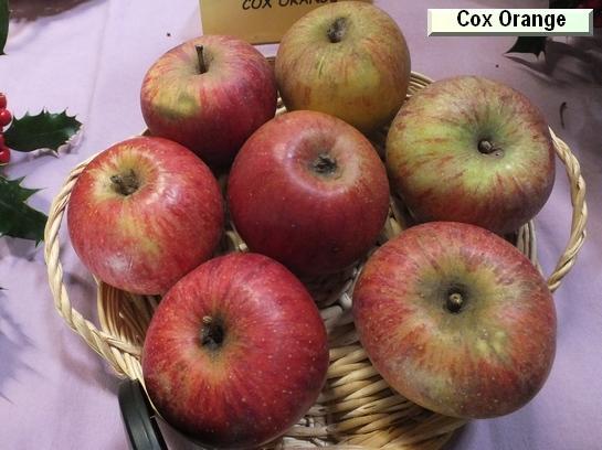 Pomme_ad Cox Orange Pomme_ad Cox Orange