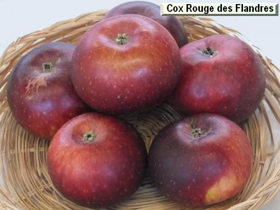 Pomme_ad Cox Rouge des Flandres Pomme_ad Cox Rouge des Flandres