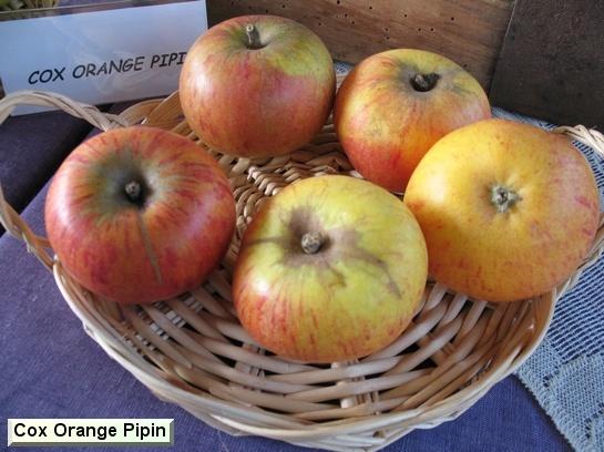 Pomme_ad Cox's Orange Pippin Pomme_ad Cox's Orange Pippin
