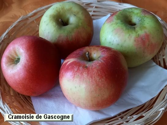 Pomme_ad Cramoisie de Gascogne