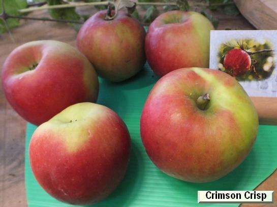 Pomme_ad Crimson Crisp® Coop 39 c.o.v.