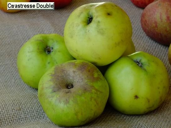 Pomme_ad Cwastresse Double Pomme_ad Cwastresse Double