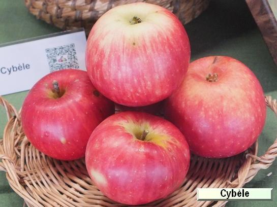 Pomme_ad Cybele® Delrouval