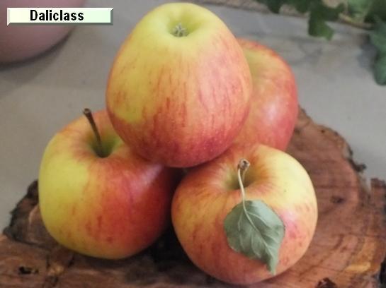 Pomme_ad Daliclass c.o.v. Pomme_ad Daliclass c.o.v.