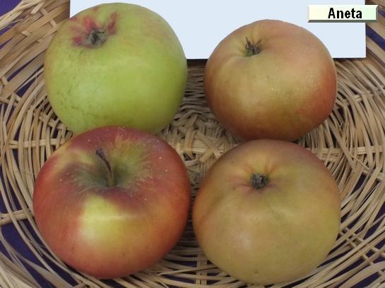 Pomme Astrakan Rouge