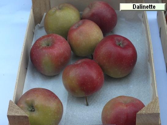 Pomme_ad Dalinette c.o.v. Pomme_ad Dalinette c.o.v.