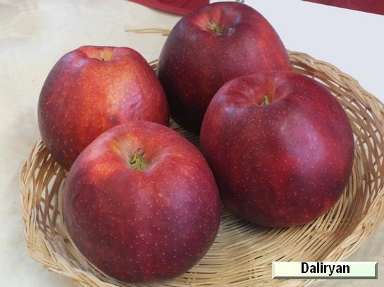 Pomme_ad Daliryan c.o.v.