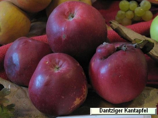 Pomme_ad Dantziger Kantapfel Pomme_ad Dantziger Kantapfel