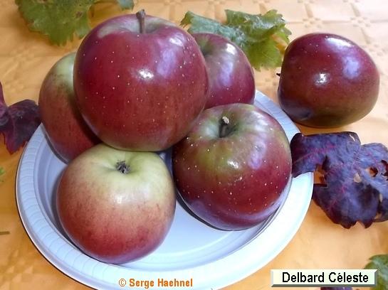 Pomme_ad Delbard Celeste® Deltana