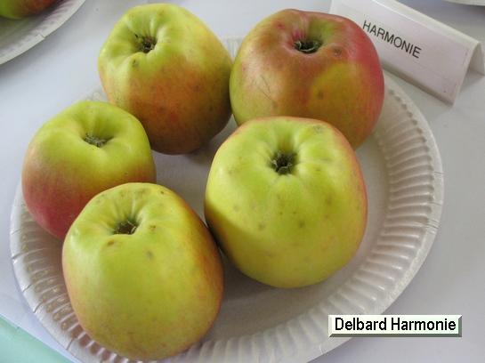 Pomme_ad Delbard Harmonie® Delorina