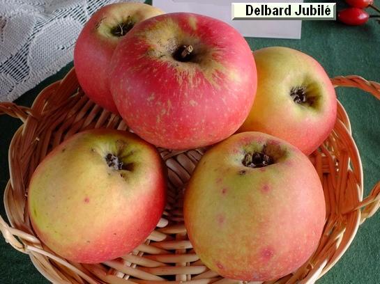 Pomme_ad Delbard Jubilé®