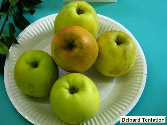 Pomme_ad Delbard Tentation® Delblush Pomme_ad Delbard Tentation® Delblush