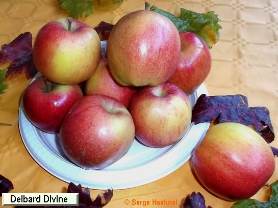 Pomme_ad Delbardivine®