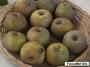 Fenouillet Gris