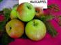 Hauxapfel