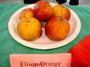 Ellison's Orange