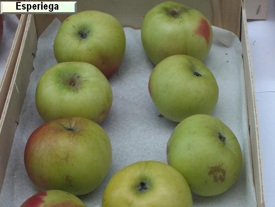 Pomme_eh Esperiega