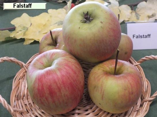 Pomme_eh Falstaff