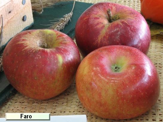 Pomme_eh Faro