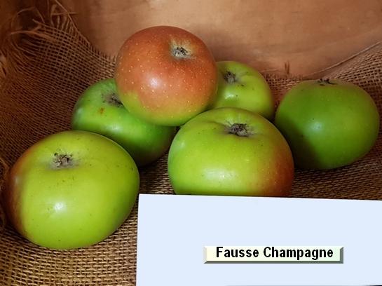 Pomme_eh Fausse Champagne