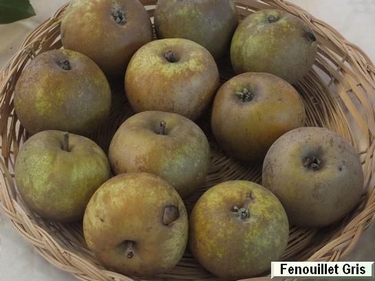 Pomme_eh Fenouillet Gris