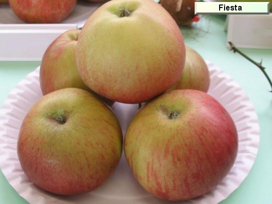Pomme_eh Fiesta® Red Pippin