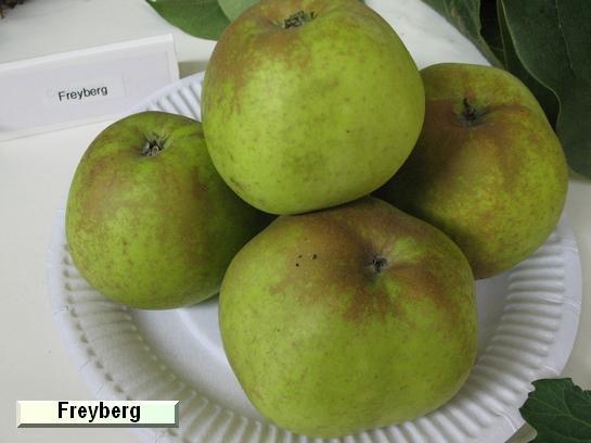 Pomme_eh Freyberg