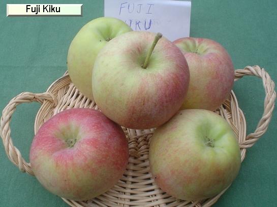 Pomme_eh Fuji Kiku®