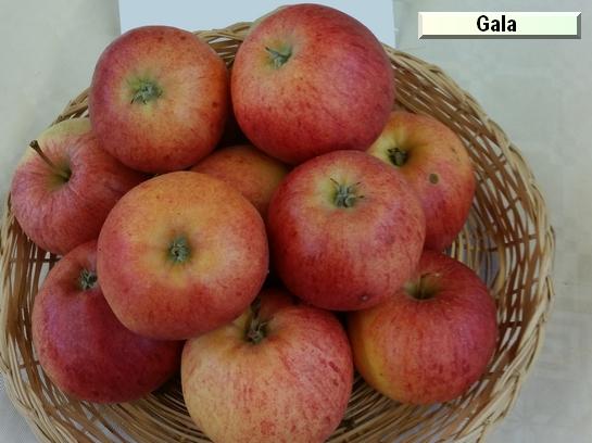 Pomme_eh Gala