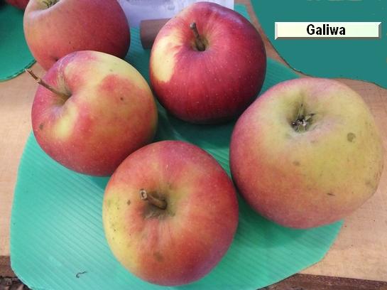 Pomme_eh Galiwa® CH101 c.o.v.
