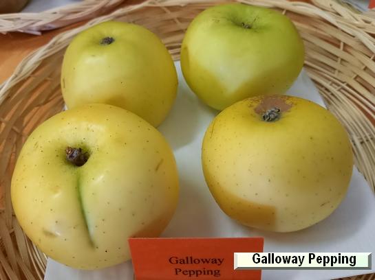 Pomme_eh Galloway Pepping