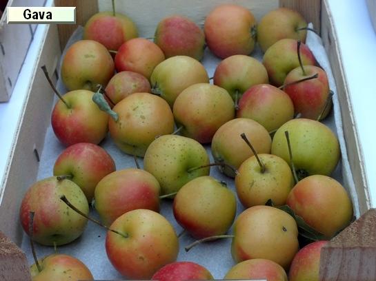 Pomme_eh Gava