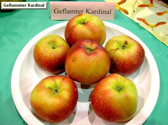 Pomme_eh Geflammter Kardinal