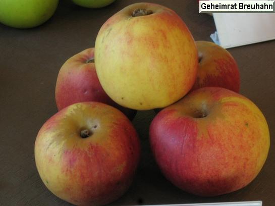 Pomme_eh Geheimrat Breuhahn