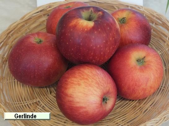 Pomme_eh Gerlinde®