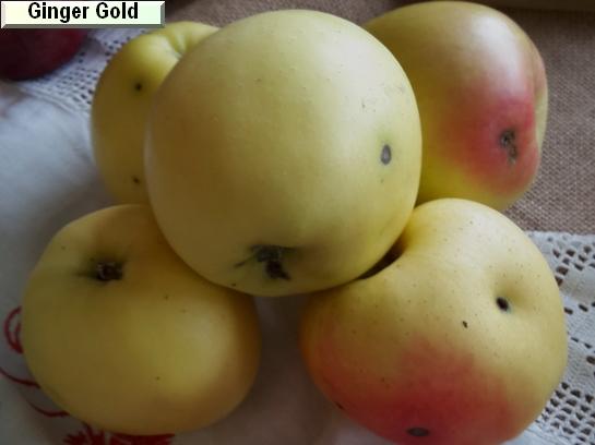 Pomme_eh Ginger Gold®