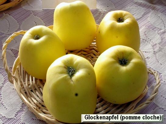 Pomme_eh Glockenapfel
