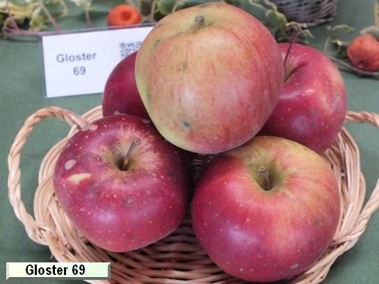 Pomme_eh Gloster 69