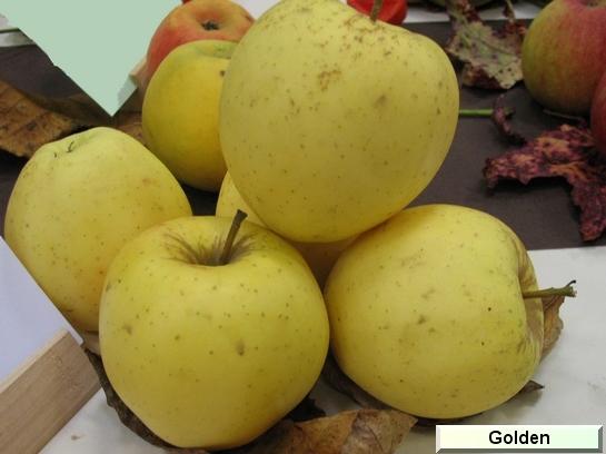 Pomme_eh Golden