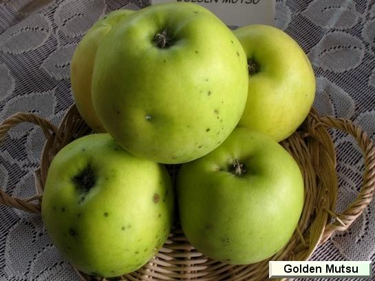 Pomme_eh Golden Mutsu