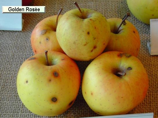 Pomme_eh Golden Rosée