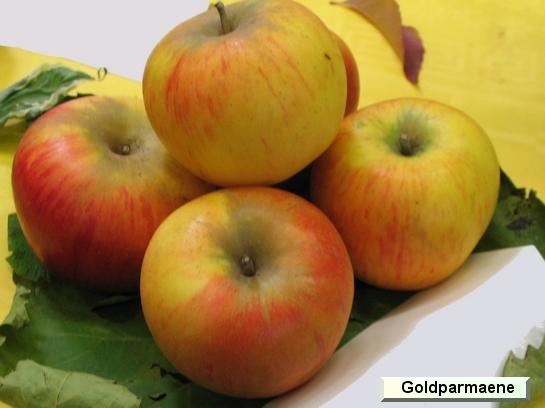 Pomme_eh Goldparmäne