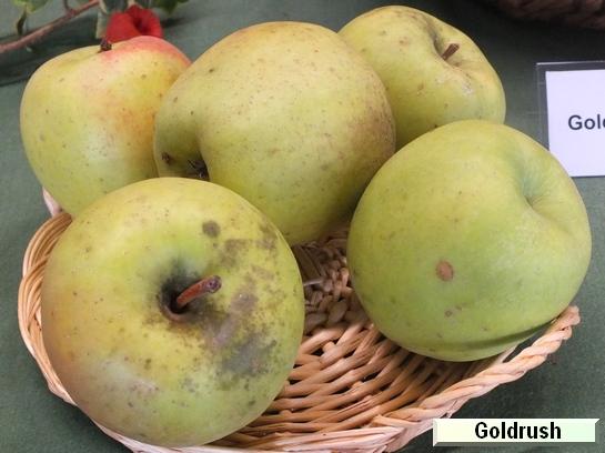 Pomme_eh Goldrush®