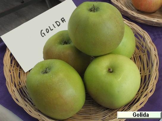 Pomme_eh Golida